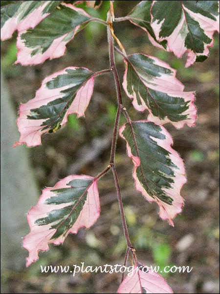 Tricolor Beech (Fagus sylvatica) has colorful leaves. colored leaves